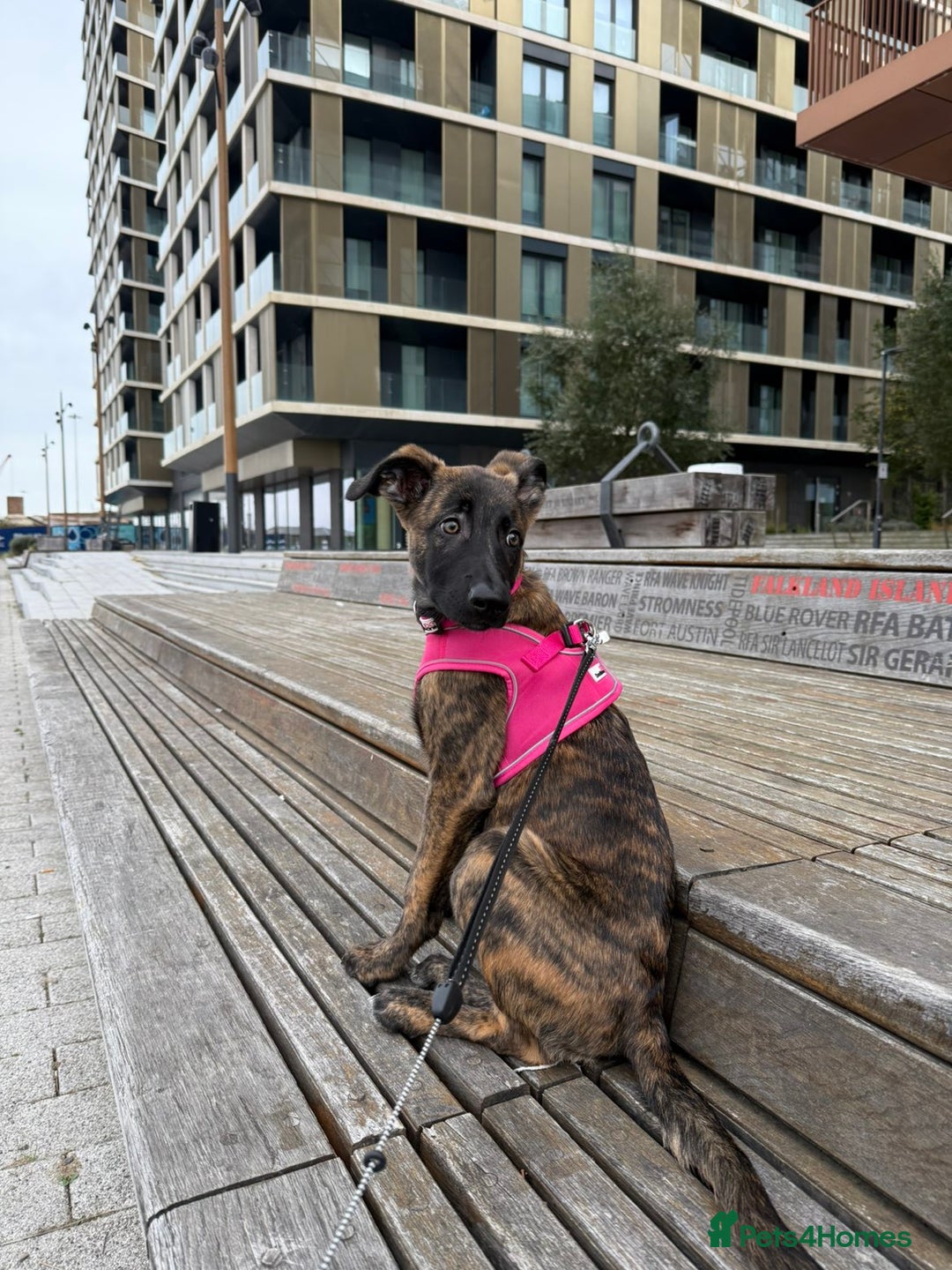 Mixed Breed dogs for sale: Kiwi German/lurcher - Advert 3