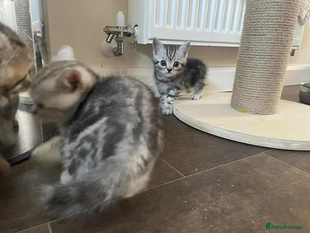 British Shorthair cats for sale: British Shorthair Silver Tabby Kittens - Advert 6