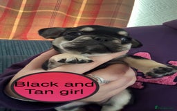 French Bulldog dogs for sale: FRENCH BULLDOG PUPPIES READY NOW!   🐾 - Image 18
