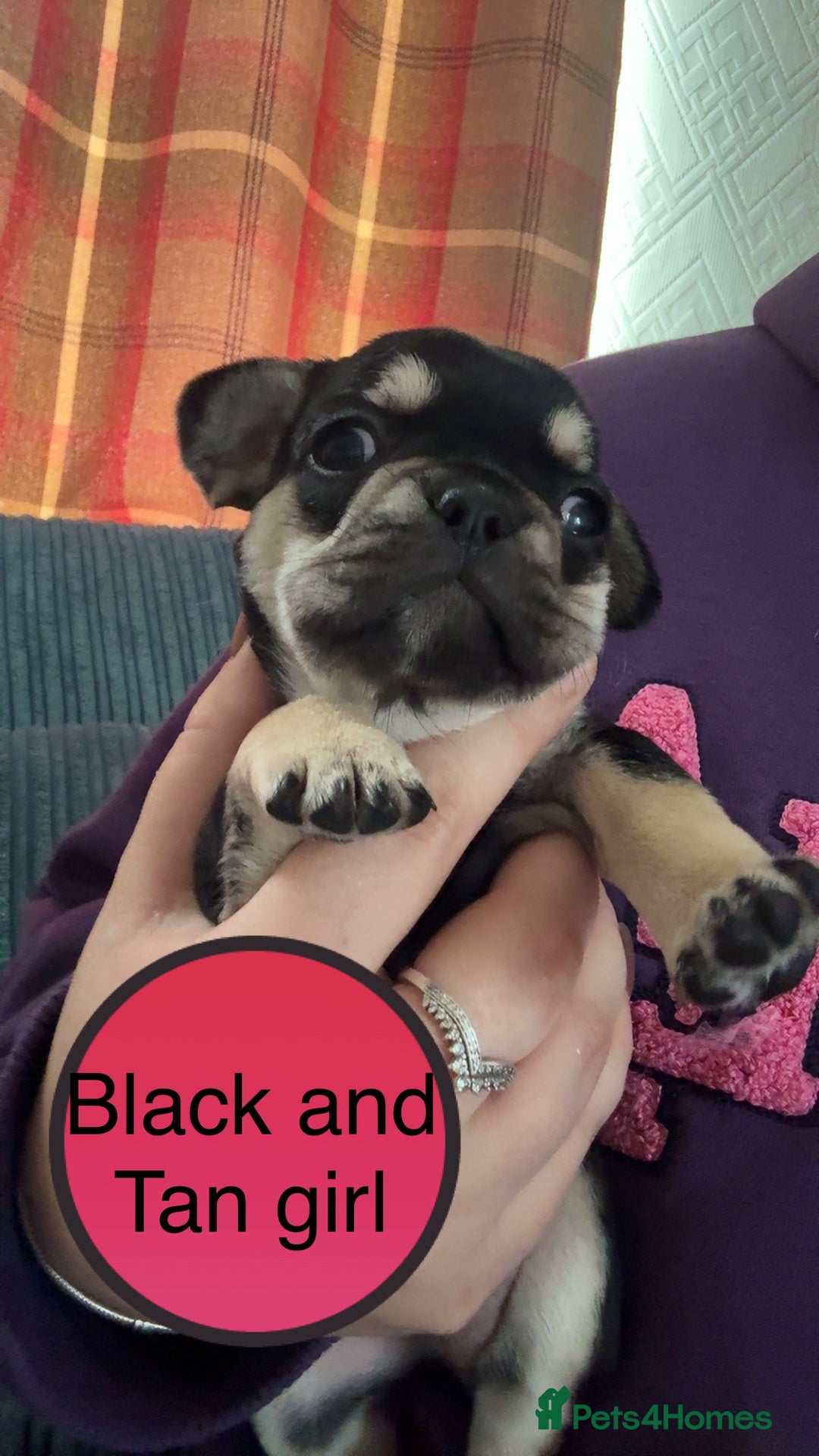French Bulldog dogs for sale: FRENCH BULLDOG PUPPIES READY NOW!   🐾 - Image 18
