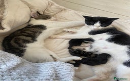 Ragdoll cats for sale: Kittens 💗 - Image 11