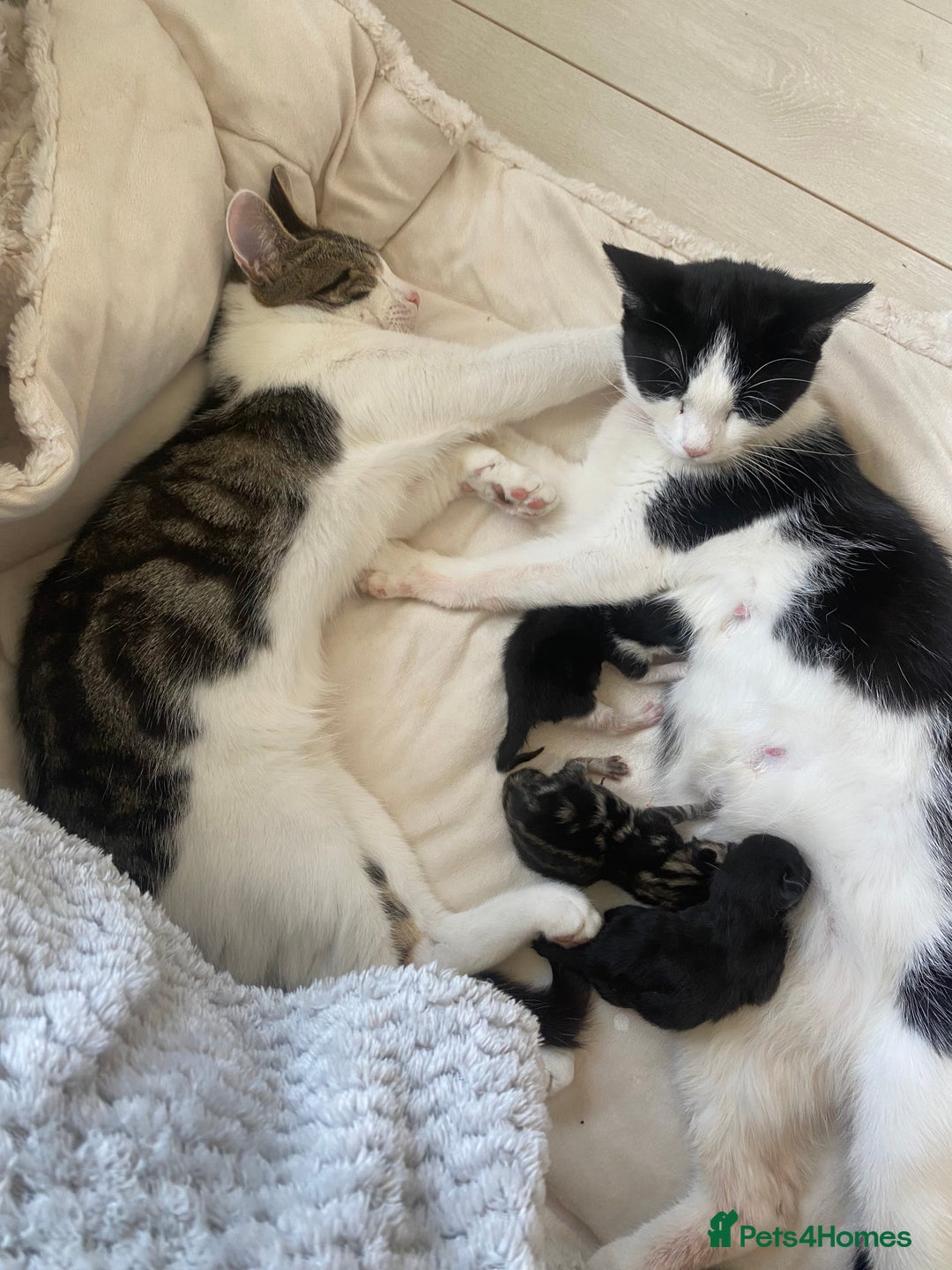 Ragdoll cats for sale: Kittens 💗 - Image 11