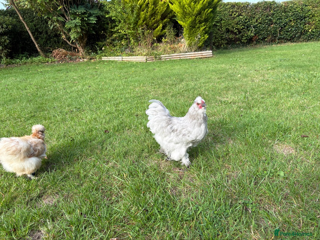 Chickens poultry for sale: Gorgeous Lavender Bantam Cockerel - Image 4