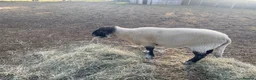 Sheep livestock for sale: Suffolk Ram - Advert 9