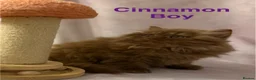 British Shorthair cats for sale: Registered Pedigree British Shorthair & Longhair  in Stafford - Advert 9
