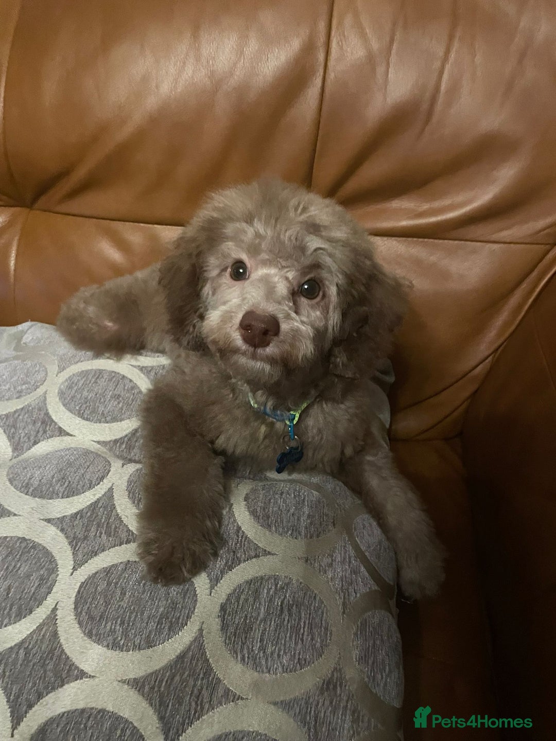Toy Poodle dogs for stud: Rollo Toy Poodle (Stud only) - Image 5