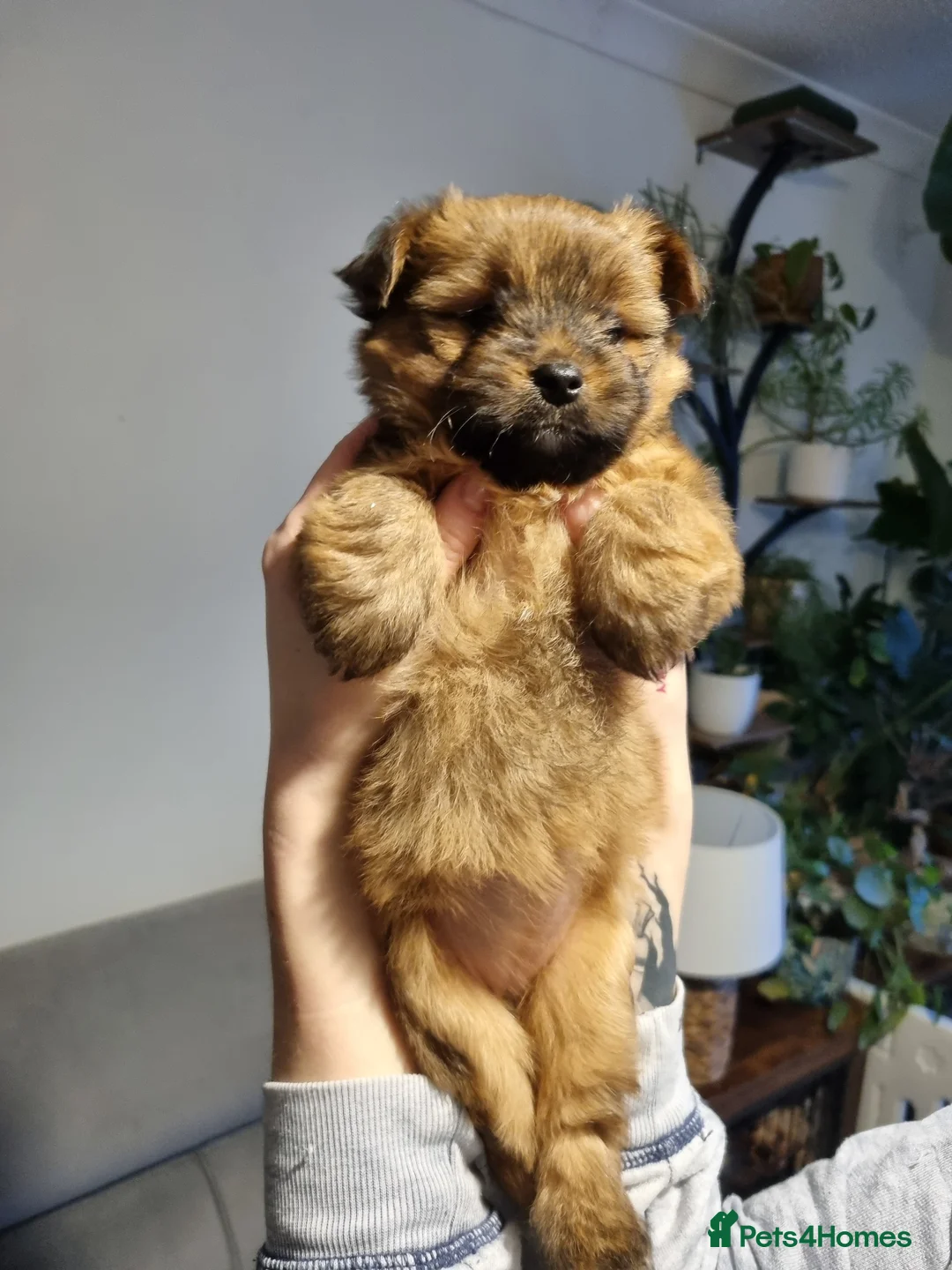 Mixed Breed dogs for sale: 3 Mixed breed puppies  - Advert 17