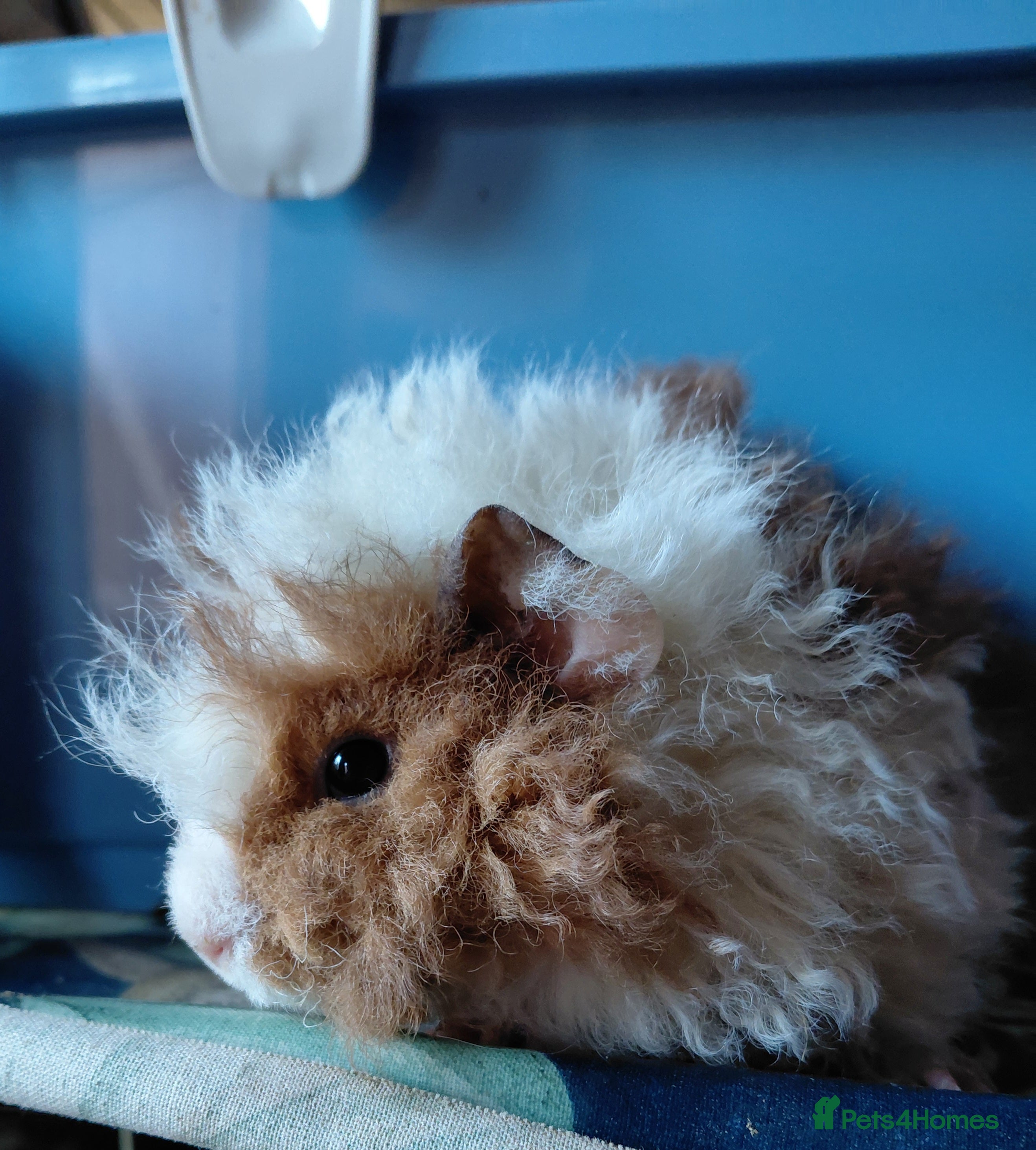 Guinea Pig rodents Assorted Pure breed guinea pigs - Advert 1