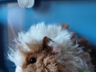 Guinea Pig rodents Assorted Pure breed guinea pigs - Advert 1