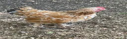 Chickens poultry for sale: 3 Little Pekin x boys - Advert 2