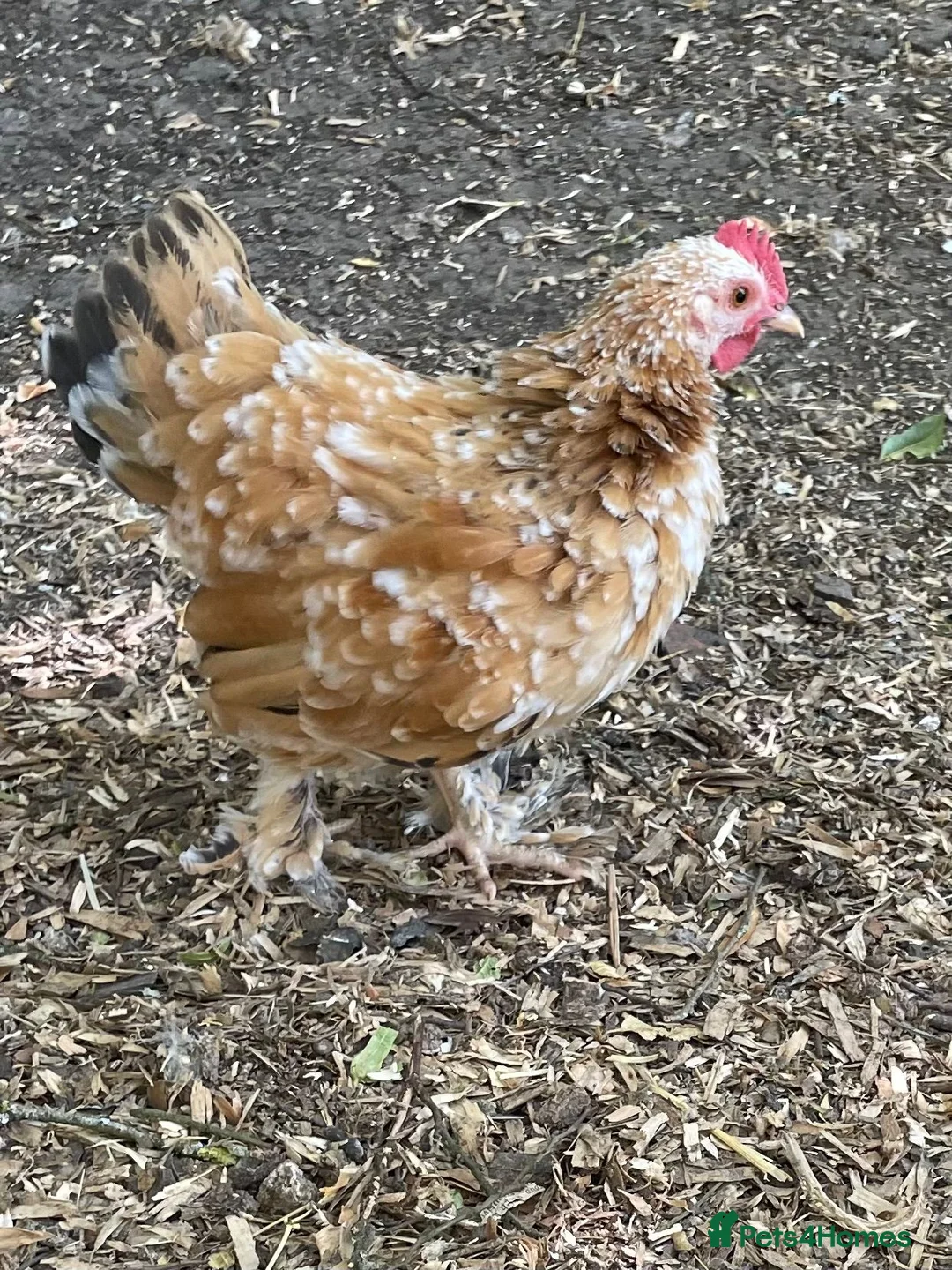 Chickens poultry for sale: 3 Little Pekin x boys - Advert 2
