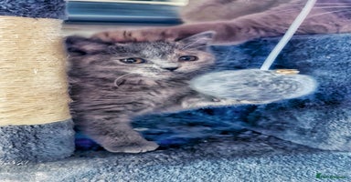 British Shorthair cats - Advert 6