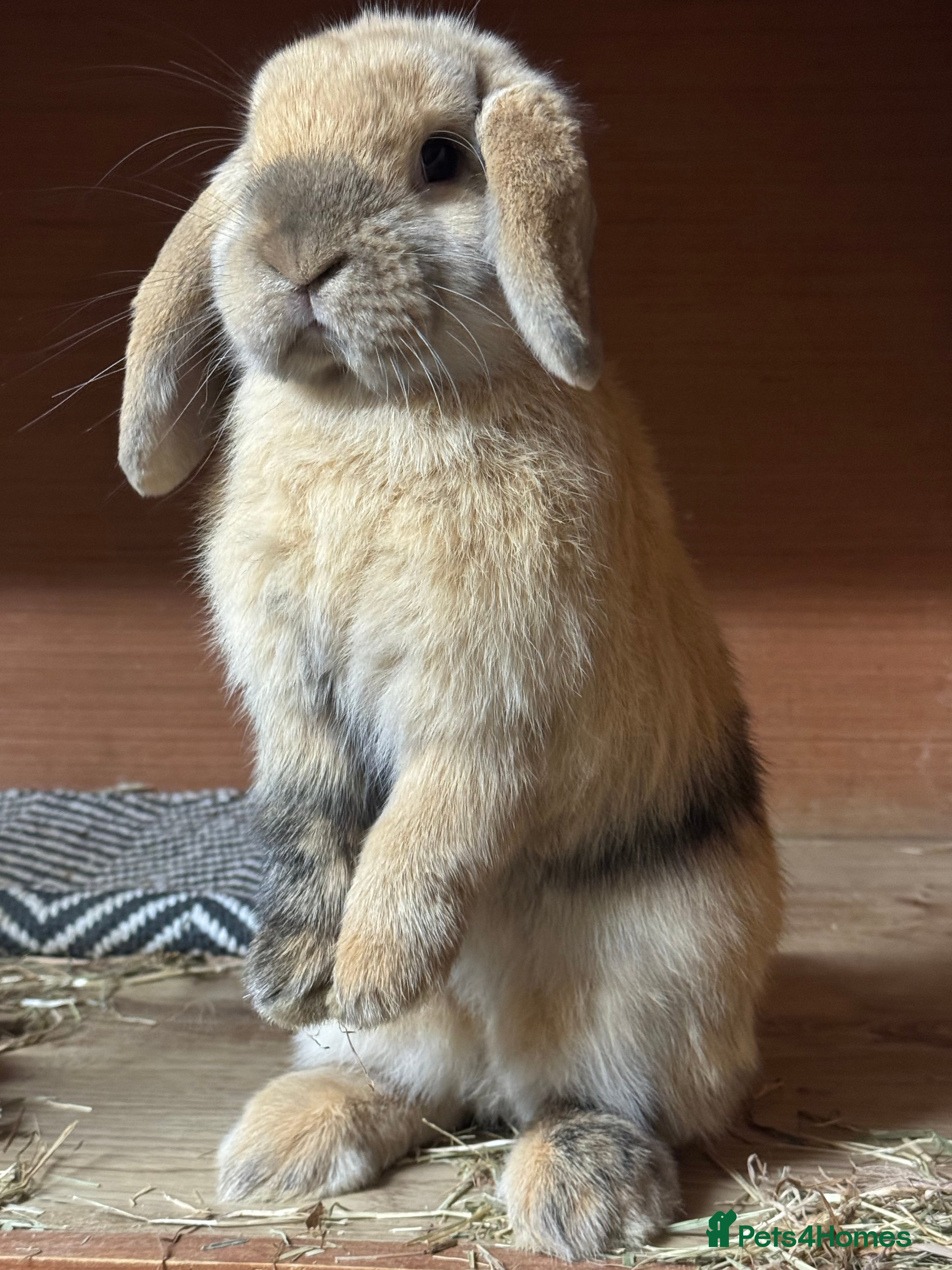 Mini Lop rabbits Mini Lop Buck  - Advert 4