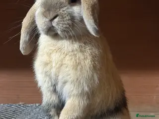 Mini Lop rabbits Mini Lop Buck - Advert 1