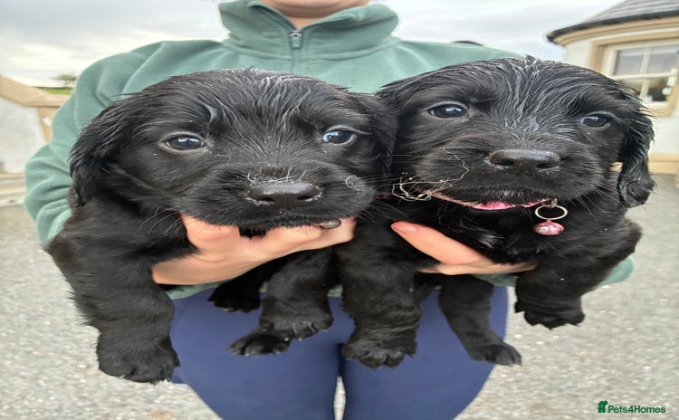 Mixed Breed dogs - Advert 1