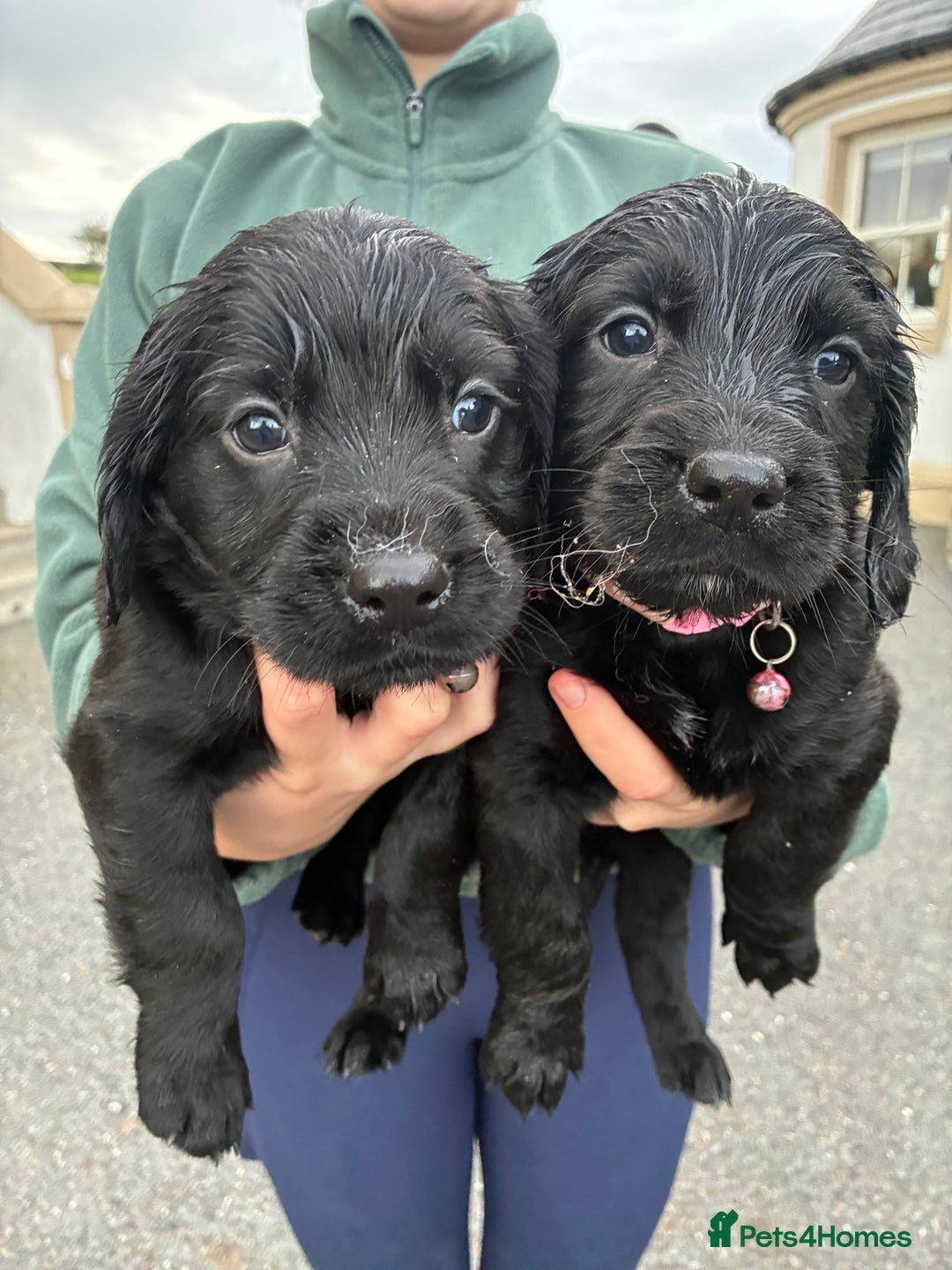 Mixed Breed dogs for sale: Golden retriever / border terrior mix  - Image 3