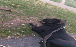 Mixed Breed dogs for sale: Cane Corso cross - Image 4