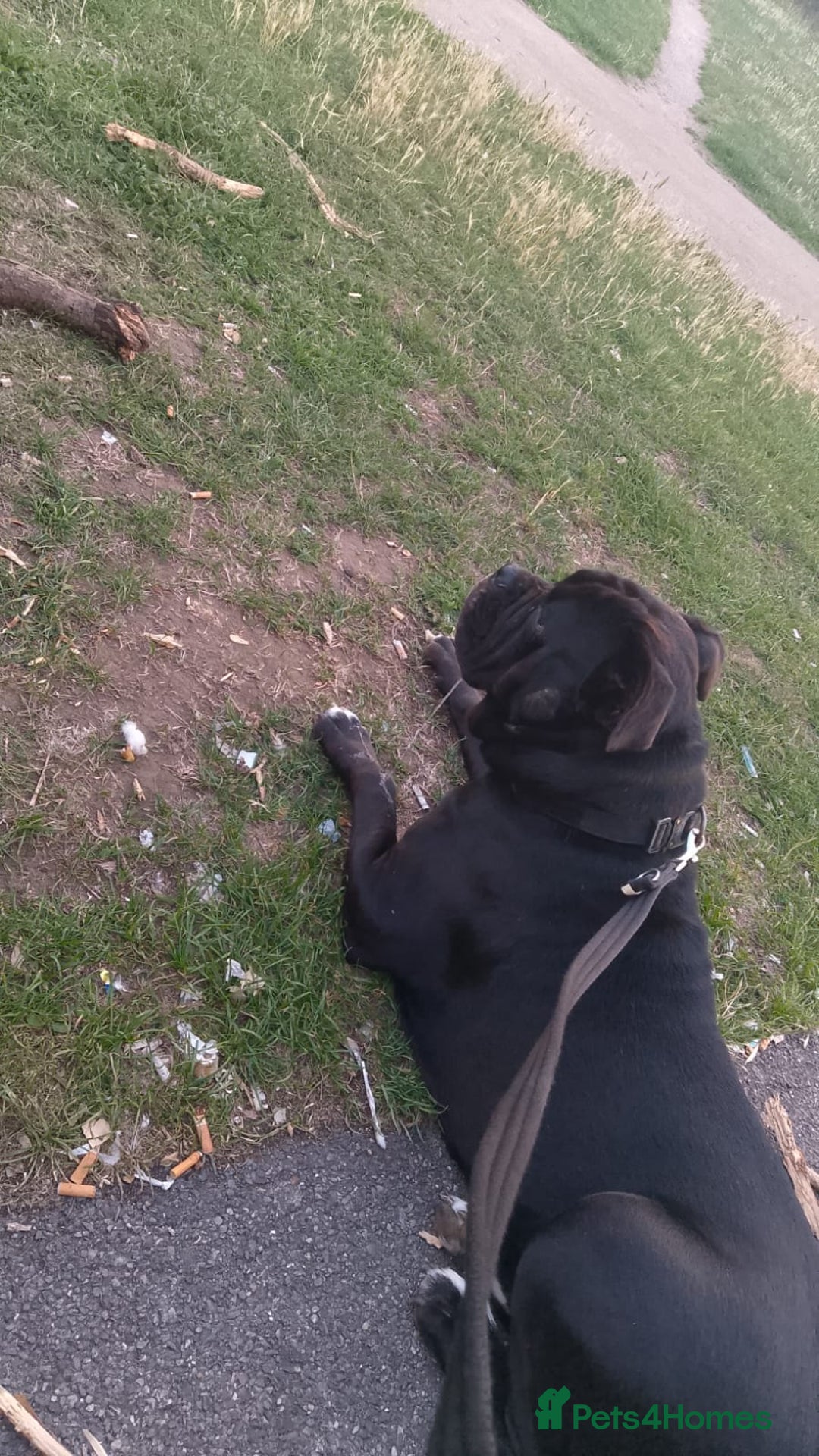 Mixed Breed dogs for sale: Cane Corso cross - Image 4