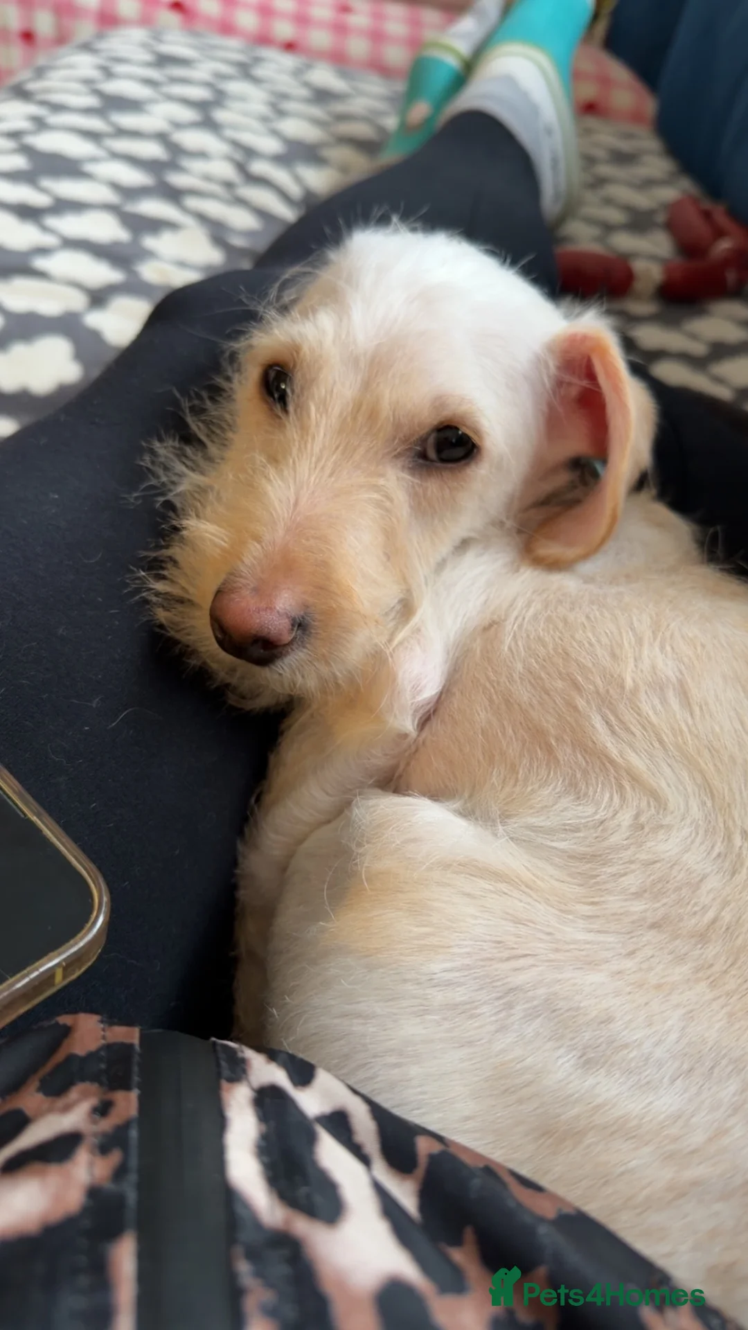 Mixed Breed dogs for sale: Marley in North Shields - Advert 4