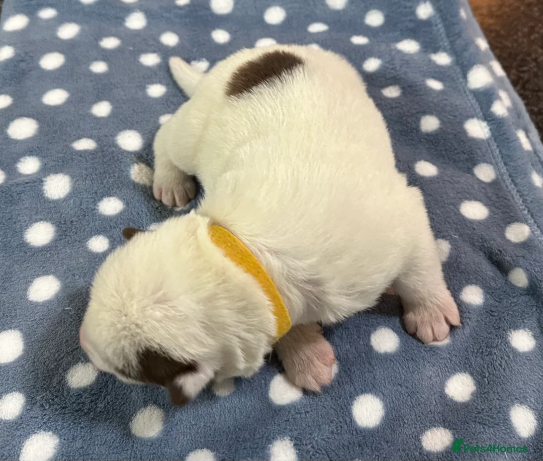 Siberian Husky dogs for sale: 4 Beautiful Siberian Husky Puppies - Advert 10