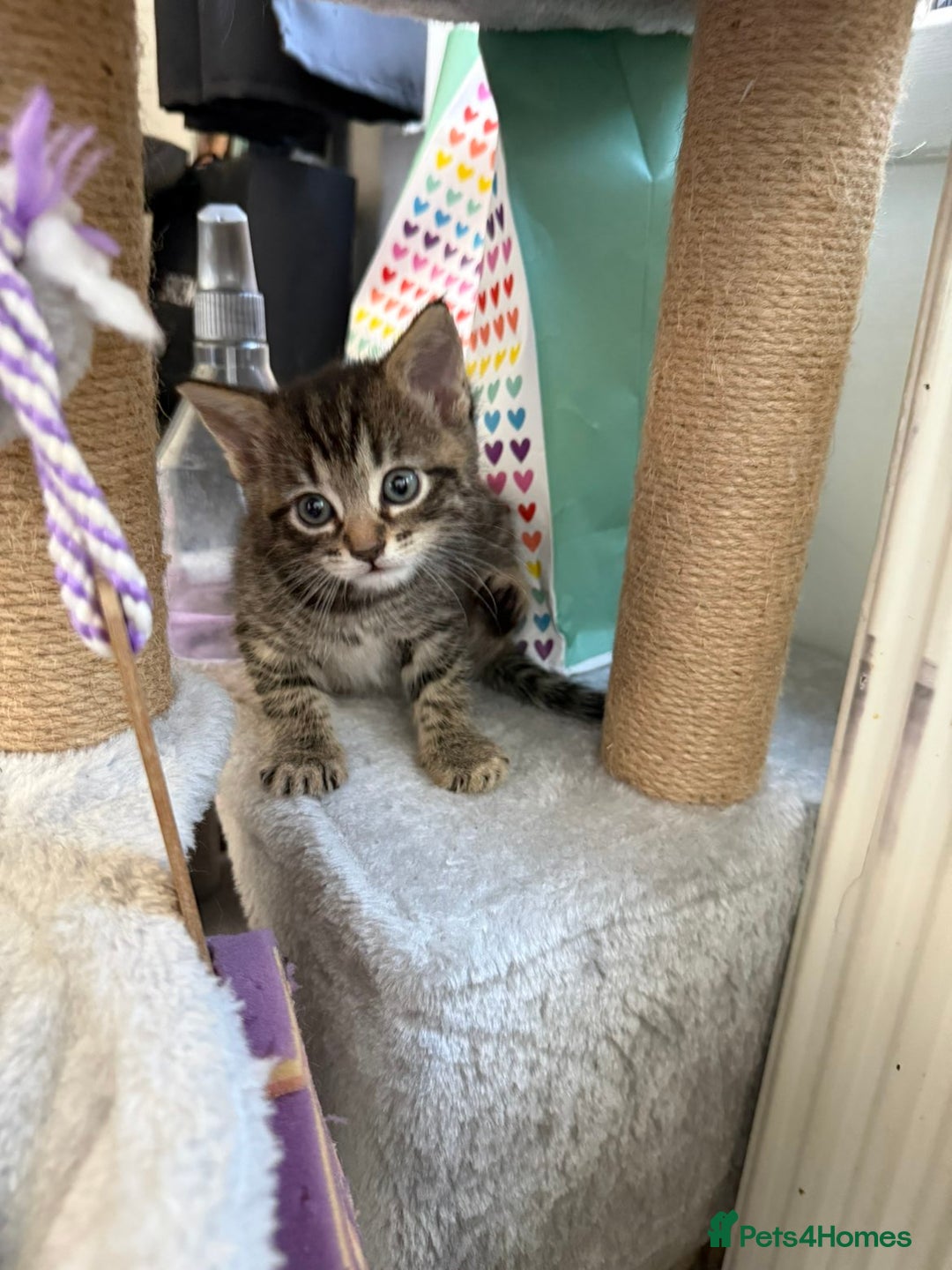Mixed Breed cats for sale: Grey Kittens🐾🤍 - Advert 19