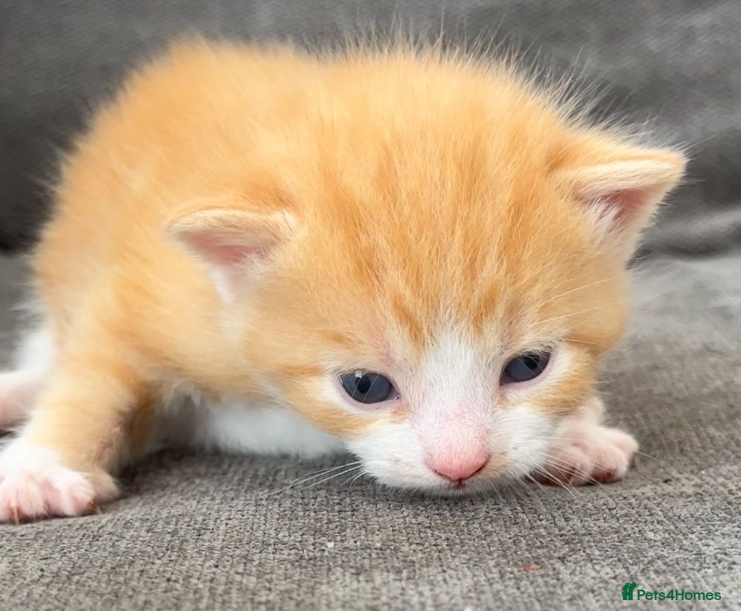 British Longhair cats for sale: Beautiful litter of kittens  - Image 4