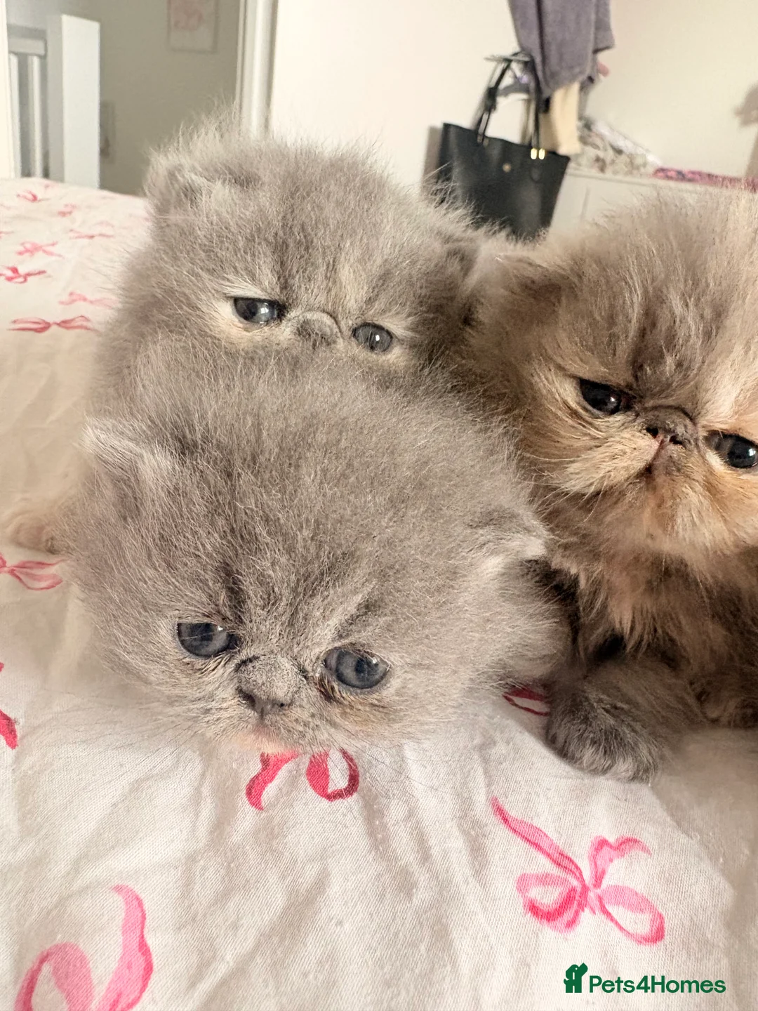 Persian cats for sale: Stunning Persian Girls🩷 - Advert 2