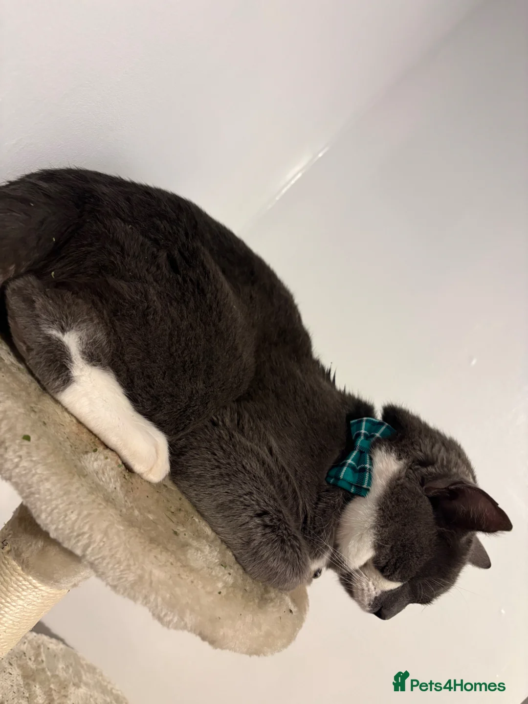 Russian Blue cats for sale: Kirby  - Advert 2