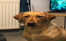 Labrador Retriever dogs for sale: Labrador puppy for Christmas? Dog for life - Image 6