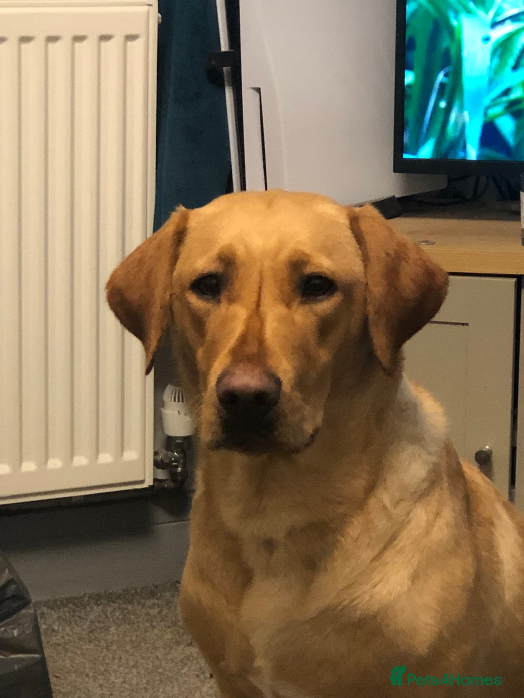 Labrador Retriever dogs for sale: Labrador puppy for Christmas? Dog for life - Image 6