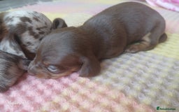 Miniature Dachshund dogs for sale: Minture dachshund puppies  - Image 16