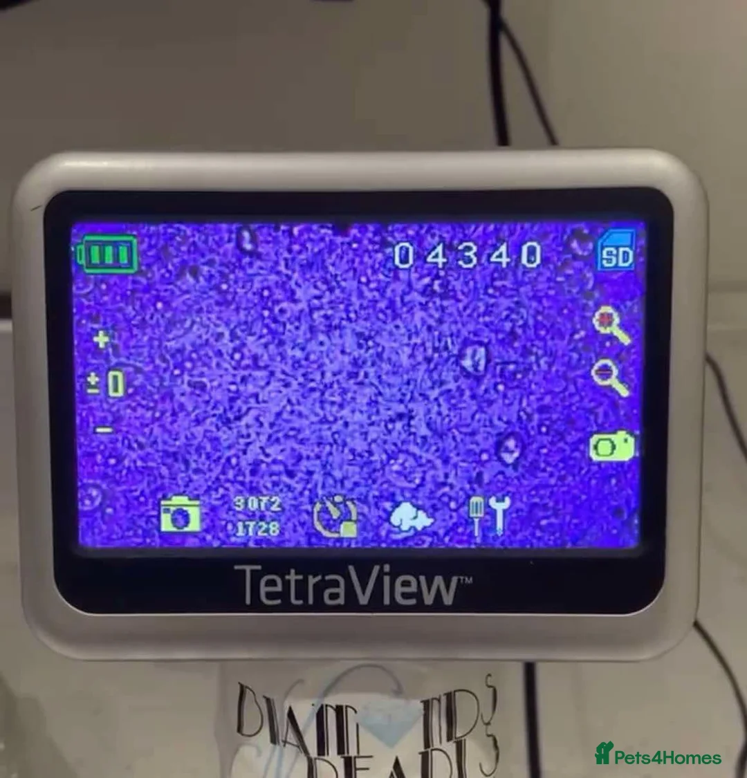 Toy Poodle dogs for stud: Ralph - Stud KC registered Toy Poodle  in Swadlincote - Advert 6