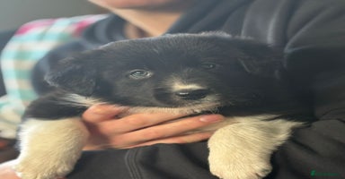 Border Collie dogs - Advert 2