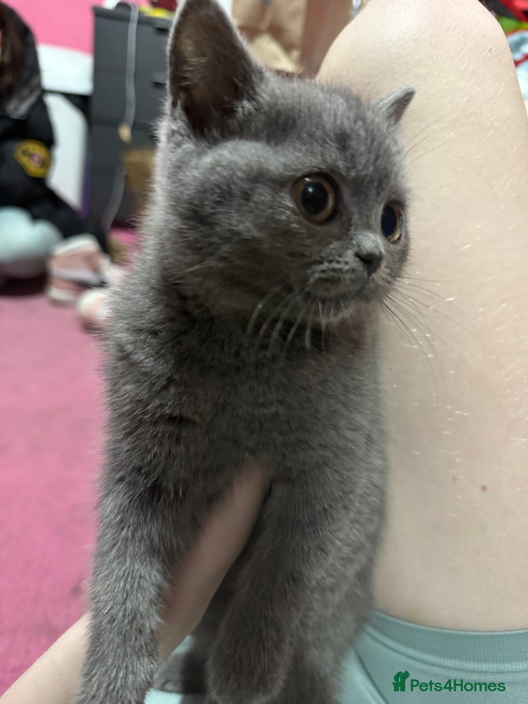 British Shorthair cats for sale: British Shorthair Kittens - Advert 2