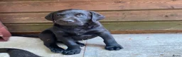 Labrador Retriever dogs for sale: FTCh Gunnerspeg Gambler × Greenbriar Tanzanite - Advert 10