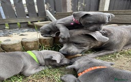 Staffordshire Bull Terrier dogs for sale: 💥READY TO LEAVE NOW 💥 PURE BLUE STAFFS PUPS🩵 in Barnsley - Image 1