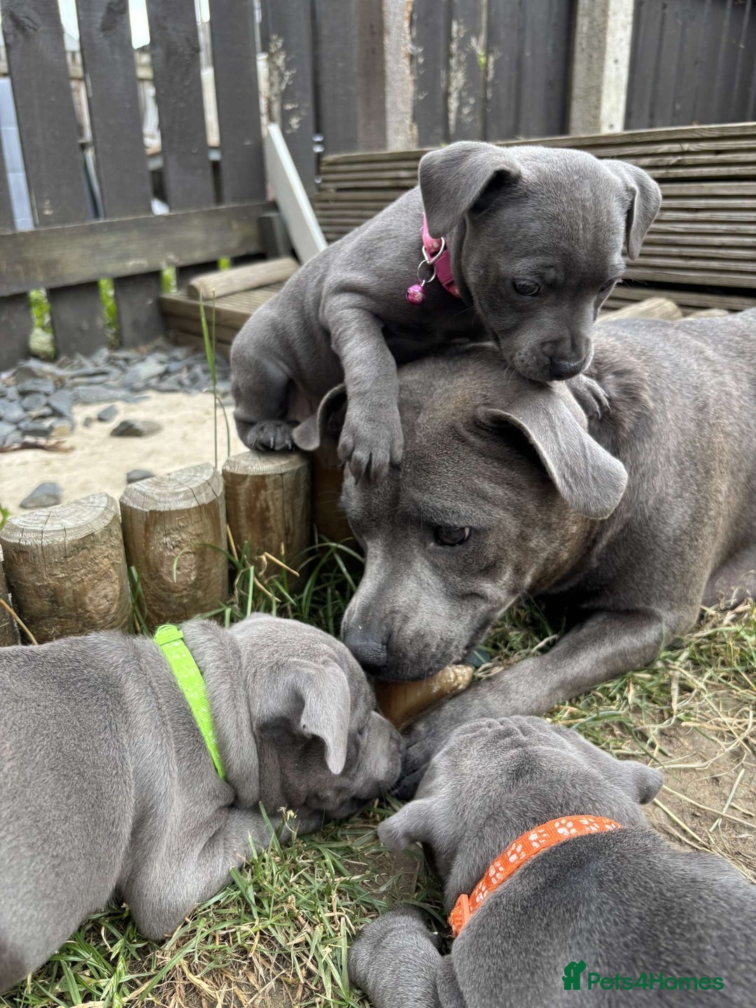 Staffordshire Bull Terrier dogs for sale: 💥READY TO LEAVE NOW 💥 PURE BLUE STAFFS PUPS🩵 in Barnsley - Image 1