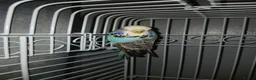 Budgerigars birds for sale: 2 male budgies  - Advert 4
