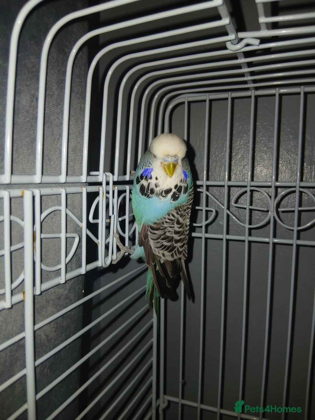 Budgerigars birds for sale: 2 male budgies  - Advert 4