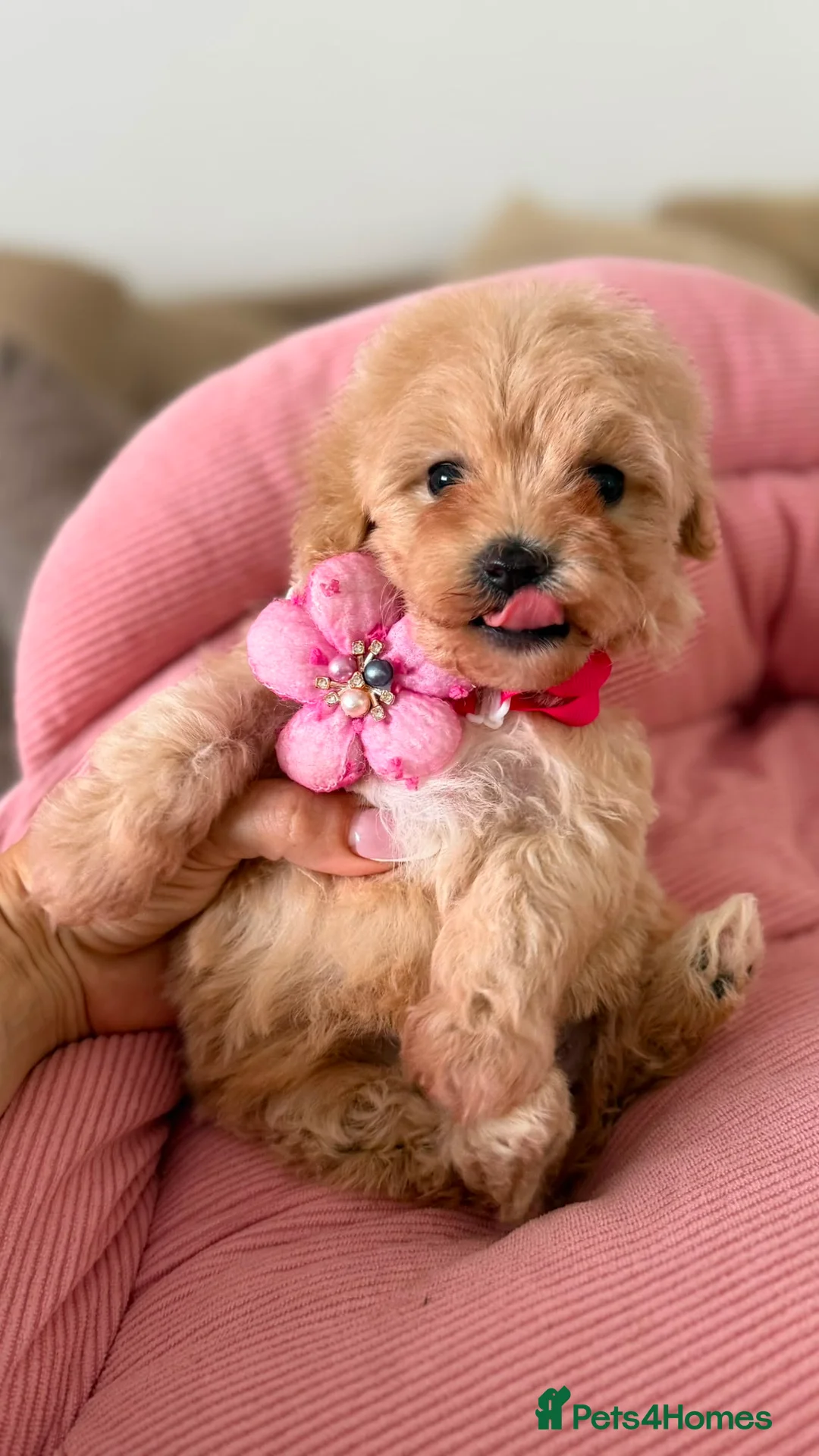 Maltipoo dogs for sale: Beautiful Maltipoo puppy girl - Advert 2