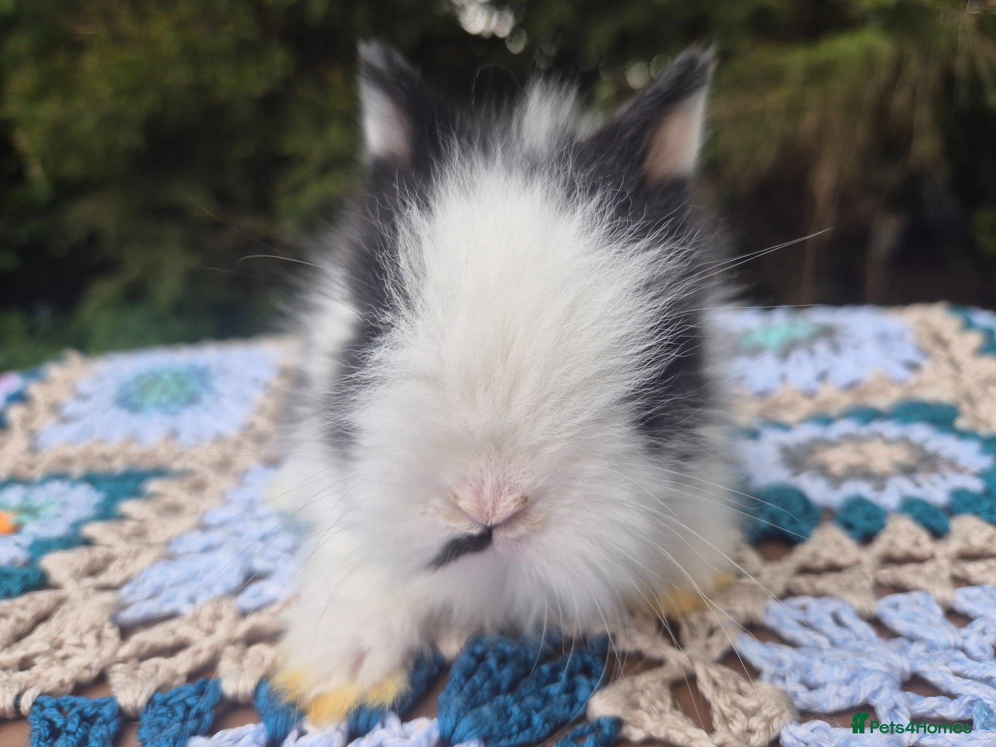 Angora rabbits 💜 Gorgeous Teddydwerg babies- parents imprted 💜 - Advert 1