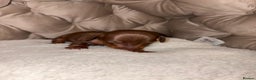 Dachshund dogs for sale: 6 mini dachshunds looking for there forever home  - Advert 17