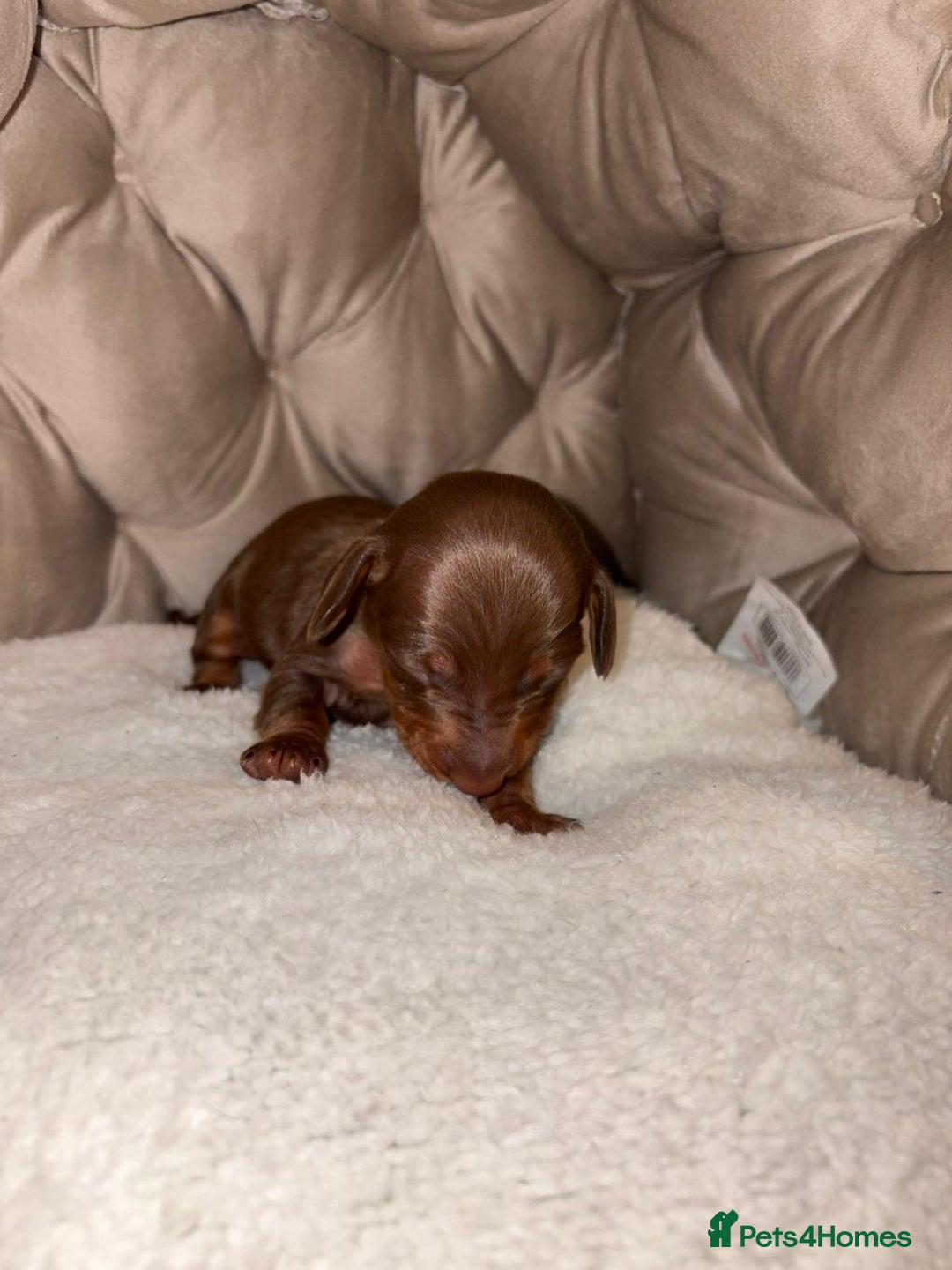 Dachshund dogs for sale: 6 mini dachshunds looking for there forever home  - Advert 17
