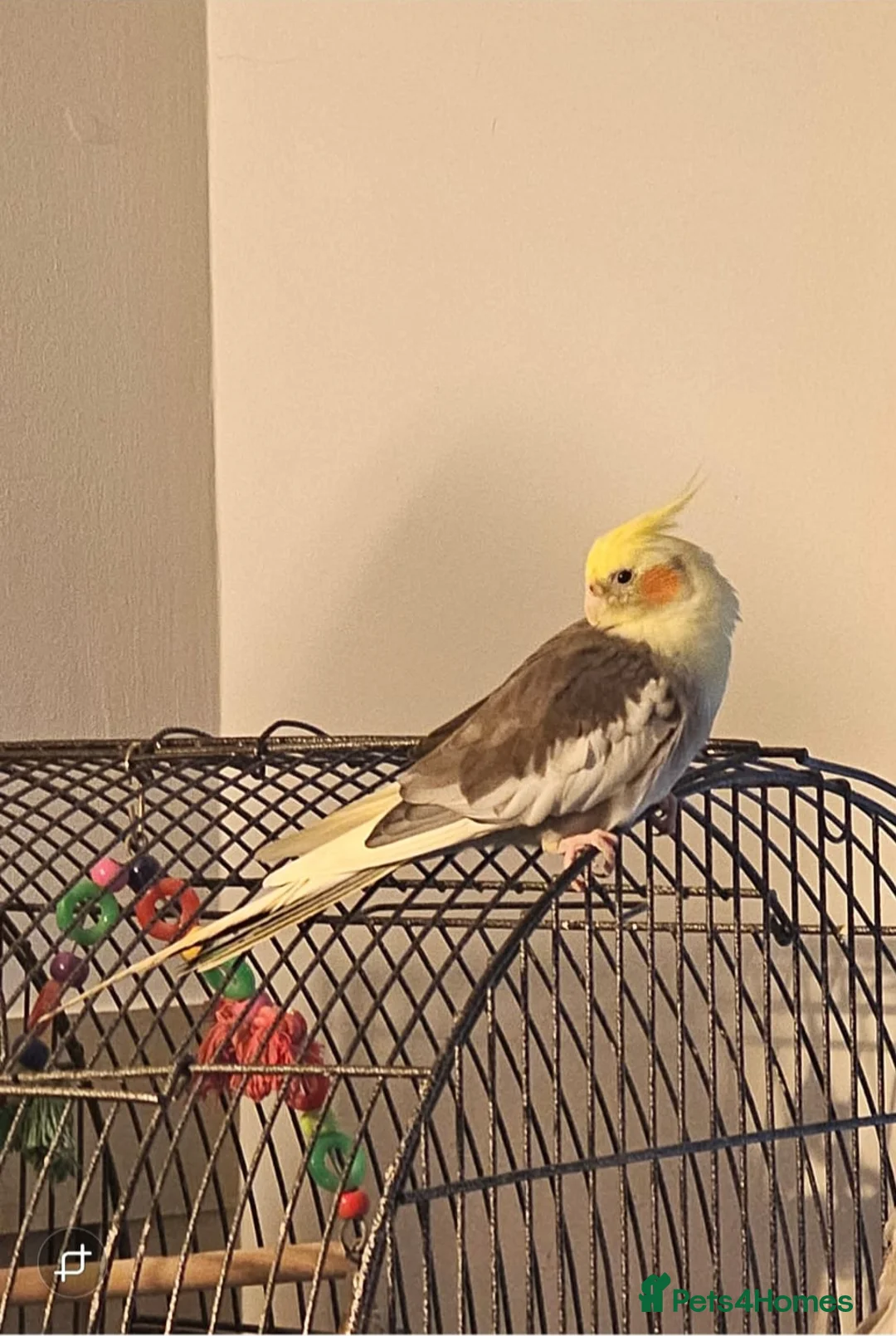 Cockatiels birds for sale: Cockatiel Looking for a Loving Home - Advert 1