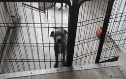 Staffordshire Bull Terrier dogs for sale: Blue male staff puppies  - Image 8