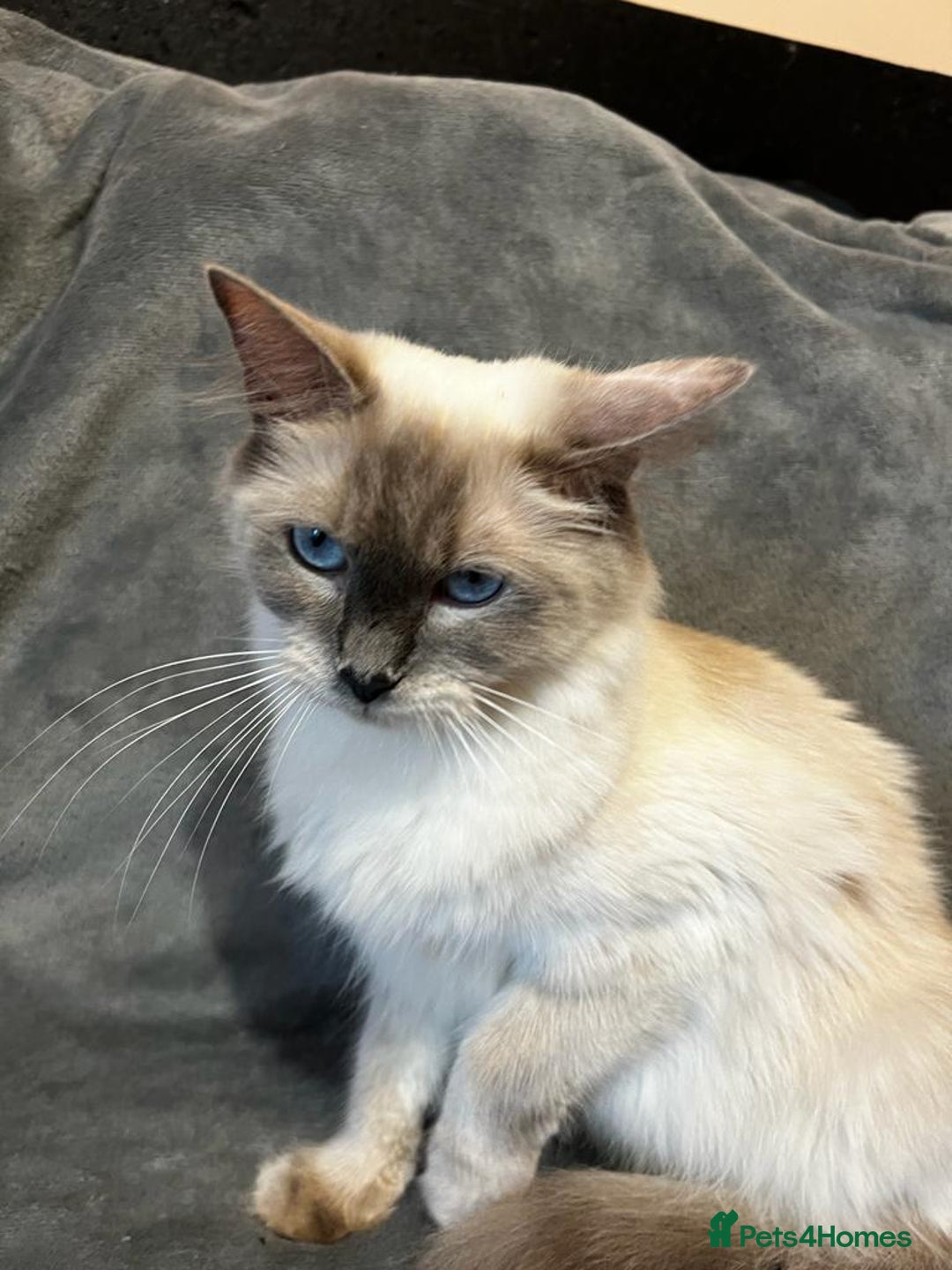 Ragdoll cats for sale: GCCF Registered Kittens*Ready to go* - Advert 9