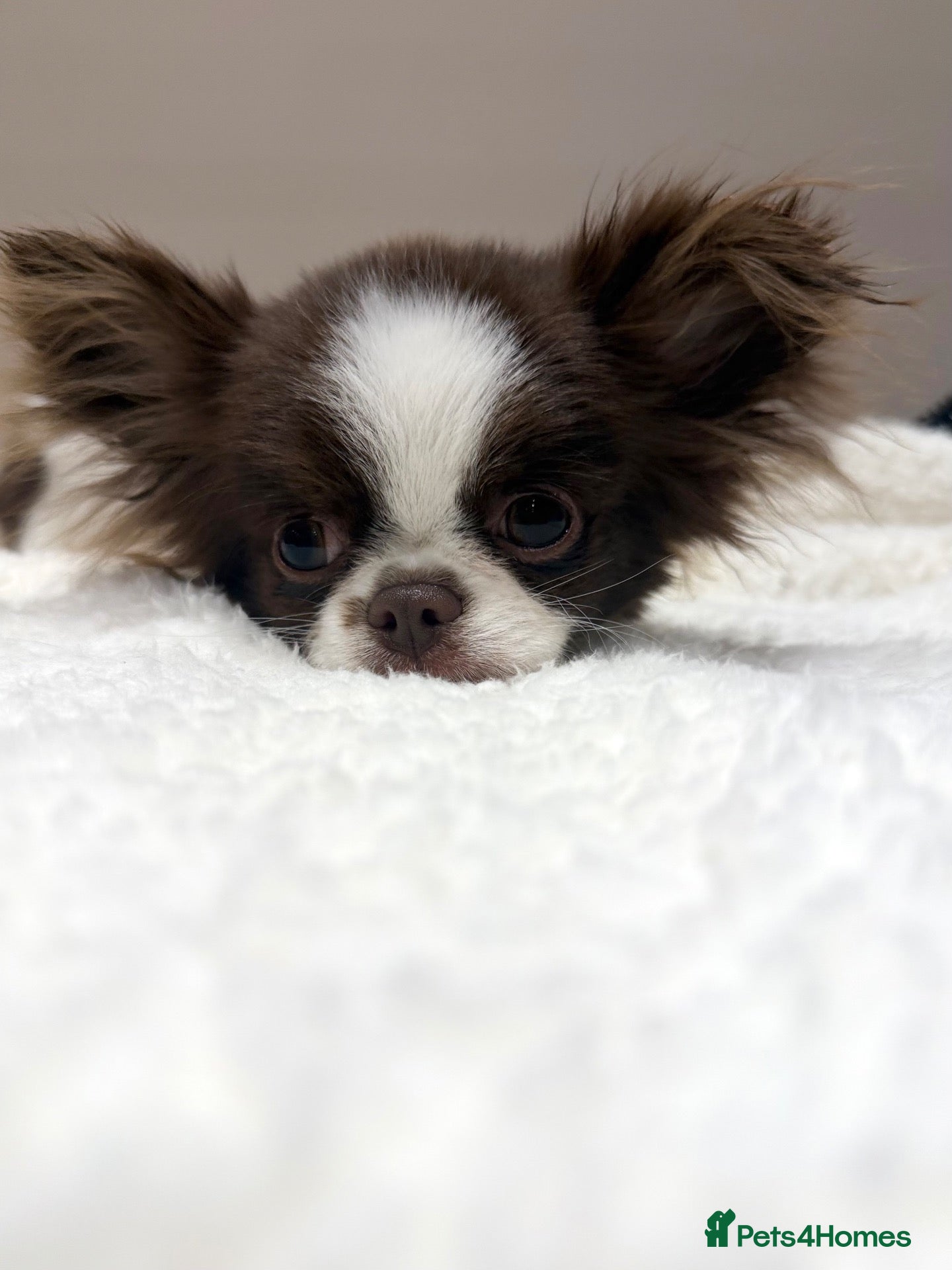 Chihuahua dogs KC Thai/Russian Long coat Boy  - Advert 2