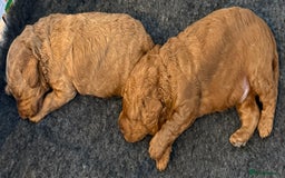 Cockapoo dogs for sale: Beautiful F1B Cockapoo Boys **1 Boy Now Reserved** - Image 11