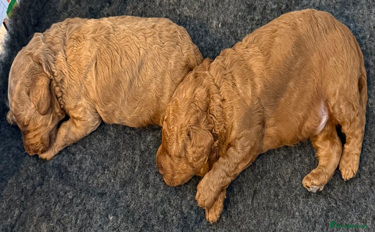 Cockapoo dogs - Advert 8