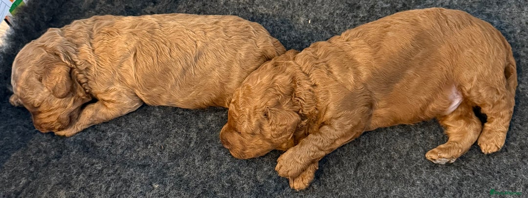 Cockapoo dogs for sale: Beautiful F1B Cockapoo Boys **1 Boy Now Reserved** - Image 11